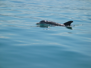 dolphin3