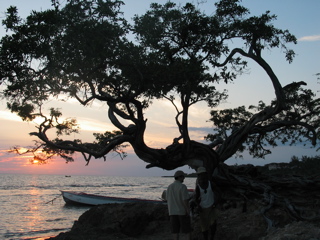 tree-sunset
