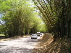 bamboo-ave.JPG